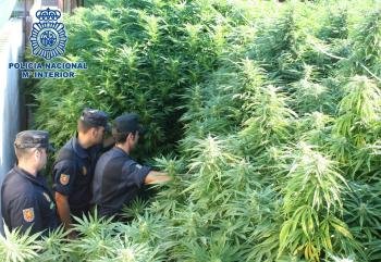 Agentes de la Policía Nacional han intervenido 427 kilos de marihuana en el municipio sevillano de Dos Hermanas