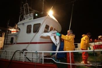 Descarga de tiburón fresco en el Puerto de Vigo con las aletas adheridas.