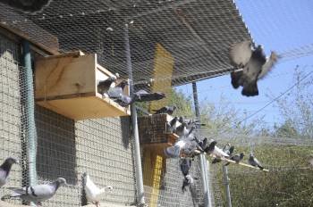Las aves, en el palomar ubicado en Señorín, cedido por un vecino. (Foto: MARTIÑO PINAL)