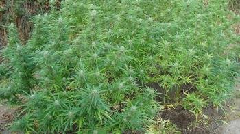  Plantación de marihuana intervenida en Taboadela (Ourense). 