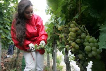 Una joven recogiendo los racimos de uva durante la jornada de ayer en Castrelo de Miño. (Foto: MARCOS ATRIO)