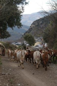 Un rebaño de cabras en la sierra da Enciña da Lastra. (Foto: Martiño Pinal)