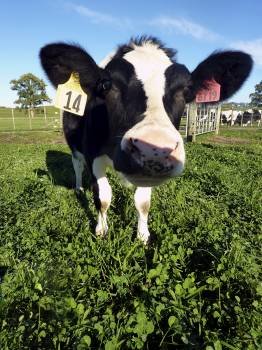 La vaca Daisy, en la granja en la que los promotores del estudio siguen los progresos del experimento.