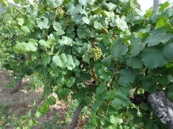 Racimos de uva en una viña de la denominación de origen. (Foto: J.C.)