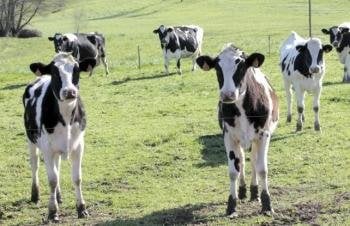 Quintana anuncia que sector lácteo recibirá 31 millóns de euros de Bruxelas