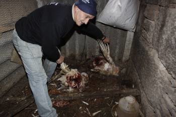 El dueño de la finca atacada en Cenlle muestra los cuerpos de dos de las gallinas atacadas. (Foto: XESÚS FARIÑAS)