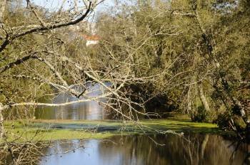 Imagen de ramas de alisos secos que atraviesan el río Arenteiro. (Foto: MARTIÑO PINAL)
