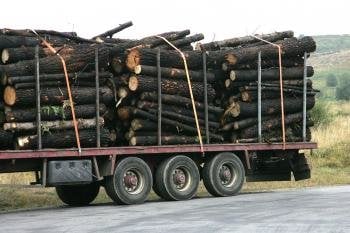 El transporte de madera es constante por las carreteras locales del municipio.
