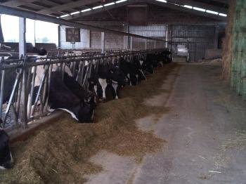 Xóvenes Agricultores dice que Galicia 'va a otra velocidad' para solucionar la crisis láctea