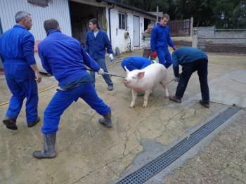 Una familia de Éntoma y sus vecinos arrastran el cerdo para sacrificarlo. (Foto: J.C.)