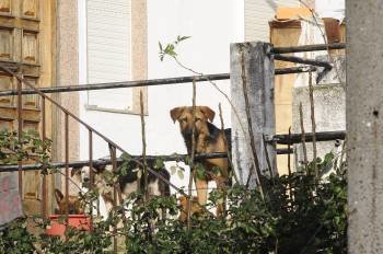 Los perros abandonados en el patio de la casa, en el pueblo de Abelenda das Penas. (Foto: MARTIÑO PINAL)