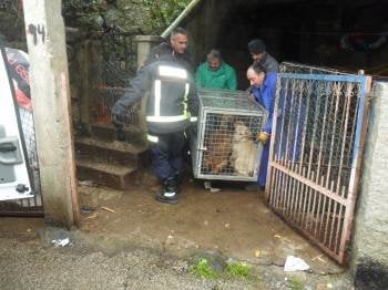 El equipo de captura cargando la jaula con los perros para trasladarlos a Carballiño.