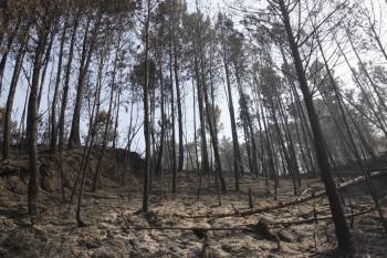 El monte ardido en Servoi. La imagen fue captada días después del incendio del 27 de marzo del 2012. (Foto: XESÚS FARIÑAS)