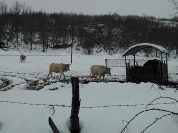Vacas en una finca nevada, en Chandrexa.