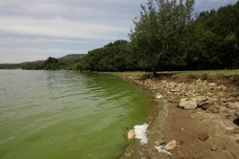 Las aguas de As Conchas sufren contaminación por cianobacterias. (Foto: MARCOS ATRIO)