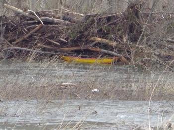 Barca enterrada por las ramas arrastradas en la crecida del río Sil.