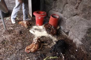 Gallinas muertas por los perros asilvestrados en una granja de Cenlle, el pasado noviembre. (Foto: XESÚS FARIÑAS)