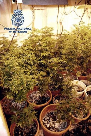 La Policía Nacional ha desmantelado en Almería y El Ejido dos plantaciones 'indoor' de marihuana