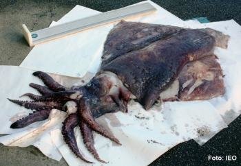  Imagen del calamar gigante que apareció en Galicia.