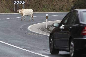 Dos vacas cruzan la carretera delante del objetivo del fotógrafo en la jornada de ayer. (Foto: ALBERTE)