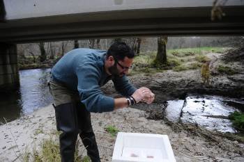 Un técnico de Medio Ambiente coge una caja de huevas para depositarlas en el río. (Foto: MARTIÑO PINAL)