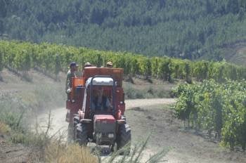 Un tractor con carga de uvas durante la última vendimia de O Ribeiro. (Foto: MARTIÑO PINAL)