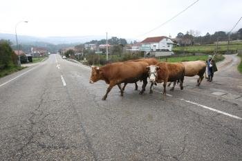 Un rebaño de vacas cruza la carretera por la que se desvía ahora el tráfico. (Foto: Alberte)