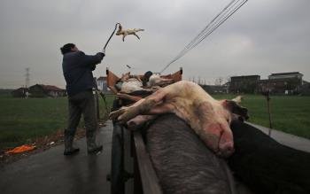 Un hombre recoge cerdos muertos en la población de Zhulin, en Jiaxing, China.