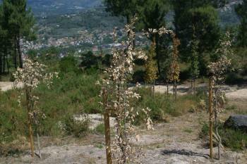 Árboles secos recién plantados en el espacio de Montealegre, en agosto de 2011. (Foto: JOSÉ PAZ)