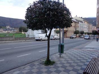 Árbol y señal, en la Avenida del Bierzo.