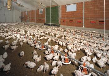 Fotografía de una granja de pollos. (Foto: ARCHIVO)