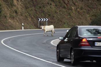 Una vaca cruza la N-120 en Covelo, municipio por el que habrá que circular de nuevo cuando el martes vuelva a cerrar el túnel de O Folgoso. (Foto: ARCHIVO)