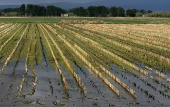 Campos de cereal inundados en comarca de A Limia, este viernes. (Foto: MARCOS ATRIO)