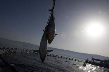 Pesca del atún rojo