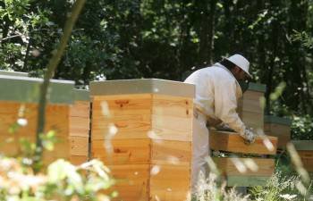 Un apicultor revisa sus colmenas antes de recolectar los paneles de miel. (Foto: MARCOS ATRIO)