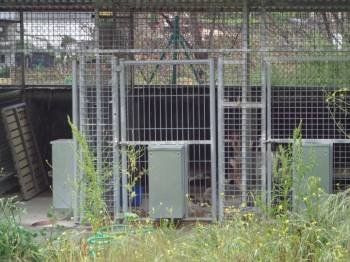 Los perros recogidos en O Barco son llevados a seis celdas de O Campiño antes de viajar a Xinzo. (Foto: J.C.)