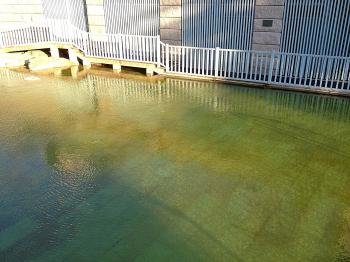 Imagen de las piscinas de As Burgas teñidas de verde