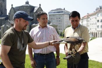 Antonio Villar, Argimiro Marnotes y Martín Nogueira posan con Rosa, el polluelo de halcón Harris. (Foto: XESÚS FARIÑAS)