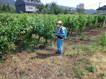 Un viticultor aplica un tratamiento en un viñedo dañado de Valdeorras. (Foto: J.C.)