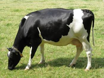 El 'leasing' comienza a formar parte de la ganadería de vacuno de leche.  (Foto: ARCHIVO)