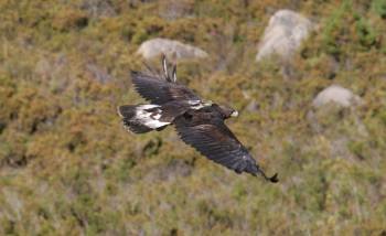 El ejemplar de águila real, en su primer vuelo por el paraje de las Sombras, en el Xurés (Foto: MARCOS ATRIO)