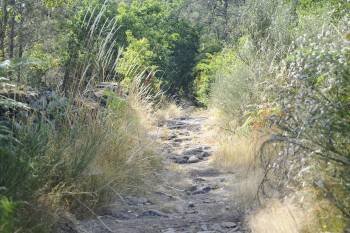Imagen del tramo entre Oseira y Dozón. Es un camino de gran antigüedad pero le falta limpieza y reconocimiento, lo que mejoraría su cuidado. (Foto: FOTOS: M. PINAL)