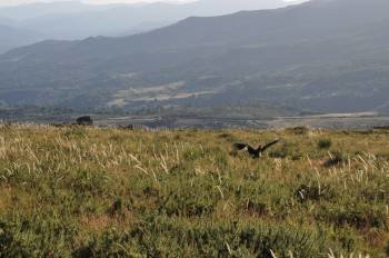Un buitre negro de la colonia descubierta en la Serra do Faro. (Foto: MIGUEL Á. CABANELAS)