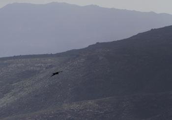 Silueta de una de las aves rapaces que habitan en los montes de Melón y que podrían convertirse en un reclamo para el turismo. (Foto: MIGUEL ÁNGEL)