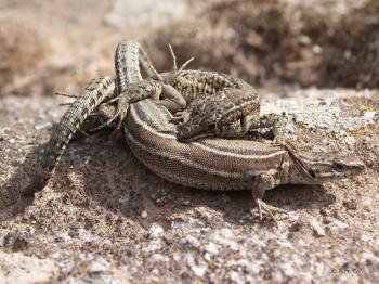 Dos ejemplares de lagartija ibérica que han hecho de un parque urbano su nuevo hábitat. 