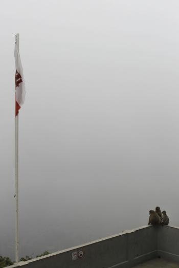 Tres monos en la cima del peñón de Gibraltar junto a la bandera de la colonia británica, el pasado viernes. (Foto: EFE)