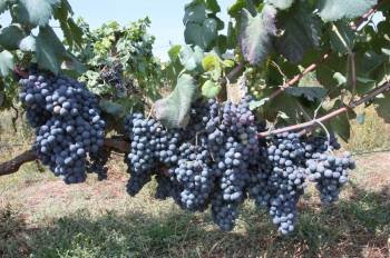 Cepas cargadas de uva en un viñedo de la comarca del Ribeiro, el pasado viernes. (Foto: MIGUEL ÁNGEL)