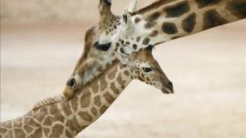 Una jirafa madre interacciona con su hija. (Foto: EFE)