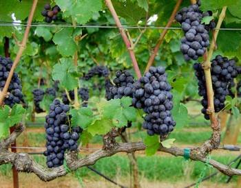 Imagen de viñedos de Galicia, una de las apuestas de desarrollor rural.