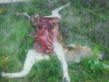 Restos de un ternero muerto por los lobos, en Pena Petada (Trives).